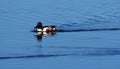 Northern Shoveller Duck Or Spatula Clypeata