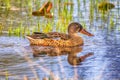 A Northern Shoveller Duck at Sunrise