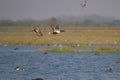 Northern Shoveller Ducks flying Royalty Free Stock Photo