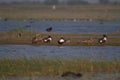 Northern Shoveller Ducks in water