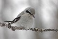 Northern shrike