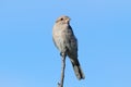 Northern Shrike