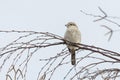 Northern shrike bird