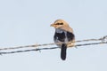 Northern Shrike bird