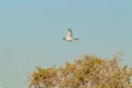 Northern Shrike Flying with Tree Branches Below Royalty Free Stock Photo