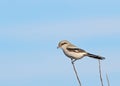 Northern Shrike (Lanius excubitor) perched on twig at Trueblood WMA  Idaho Royalty Free Stock Photo