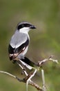 Northern Shrike, Lanius excubitor, gey and black bird sitting on the branch. Beautiful bird sitting on the branch. Shrike in