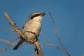 Northern Shrike - Lanius excubitor