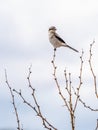 Northern Shrike