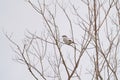 Northern shrike resting in woods