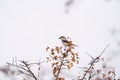 Northern shrike resting in woods