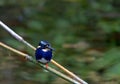 Northern Silvery-Kingfisher, Ceyx flumenicola Royalty Free Stock Photo
