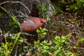 Pine grosbeak, Pinicola enucleator, seaching for food in a taiga forest Royalty Free Stock Photo