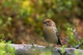 Pine grosbeak, Pinicola enucleator, standing on a log in a taiga forest