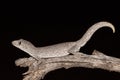 Northern Spiny-tailed Gecko