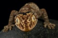 Northern spiny-tailed gecko Strophurus ciliaris Royalty Free Stock Photo