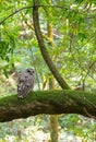 Northern Spotted Owl Royalty Free Stock Photo