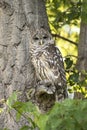 Northern spotted owl watching from tree branch in tree camoflauged in green forest