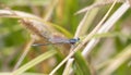 Northern Spreadwing Damselfly Lestes disjunctus Heavily Infested with Mites Perched on Vegetation in Northern Colorado