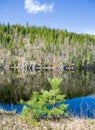 Northern spring - forest lake Royalty Free Stock Photo