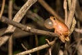 Northern Spring Peeper