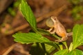 Northern Spring Peeper, Pseudacris crucifer