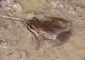 Northern Spring Peeper