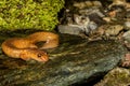 Northern Spring Salamander