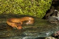 Northern Spring Salamander