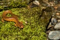 Northern Spring Salamander Royalty Free Stock Photo