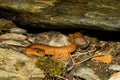 Northern Spring Salamander