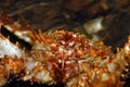Northern stone crab - Lithodes maja Royalty Free Stock Photo