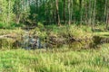 swampy forest. Flooded birch and sedge thickets and water iris at late spring, wetlands, lake swamp plain Royalty Free Stock Photo