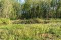 swampy forest. Flooded birch and sedge thickets and water iris at late spring, wetlands, lake swamp plain Royalty Free Stock Photo