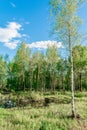 Swampy forest. Flooded birch and sedge thickets and water iris at late spring, wetlands, lake swamp plain Royalty Free Stock Photo