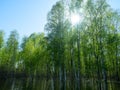 Northern swampy forest Royalty Free Stock Photo