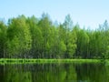Northern swampy forest Royalty Free Stock Photo