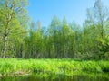 Northern swampy forest Royalty Free Stock Photo