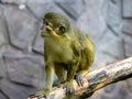 The Northern talapoin, Miopithecus ogouensis, sits on a branch and observes the surroundings Royalty Free Stock Photo