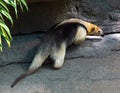 Northern tamandua. It is distributed in Central America and northwestern South America