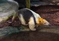 Northern tamandua. It is distributed in Central America and northwestern South America