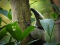 Northern Tamandua - Tamandua mexicana species of anteater, tropical and subtropical forests from southern Mexico, Central America