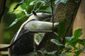 Northern Tamandua - Tamandua mexicana species of anteater, tropical and subtropical forests from southern Mexico, Central America