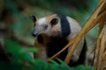 Northern tamandua, Tamandua mexicana, wild anteater in the nature forest habitat, Yucatan, Mexico. Wildlife scene from tropic