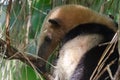 Northern Tamandua