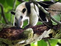 Northern Tamandua, Tamandua mexicana opistholeuca, seeks food high in the branches of Costa Rica