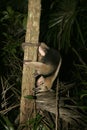 Northern tamandua, Tamandua mexicana