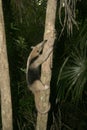 Northern tamandua, Tamandua mexicana