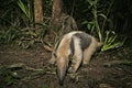 Northern tamandua, Tamandua mexicana