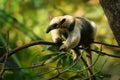 Northern Tamandua - Tamandua mexicana species of anteater, tropical and subtropical forests Royalty Free Stock Photo